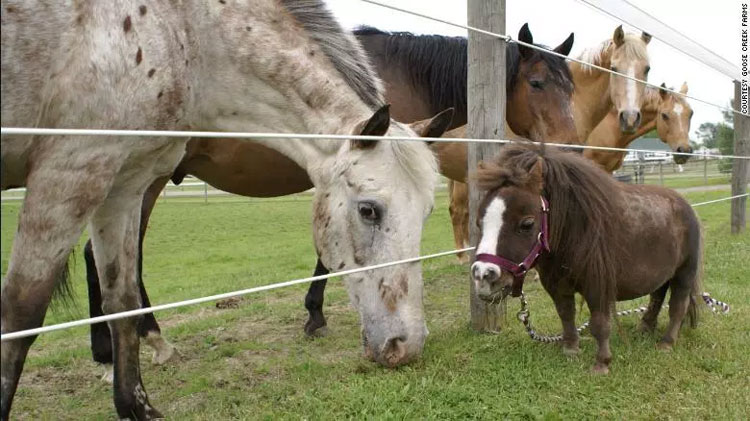 Picture 2 of The highest horse and the world's shortest horse