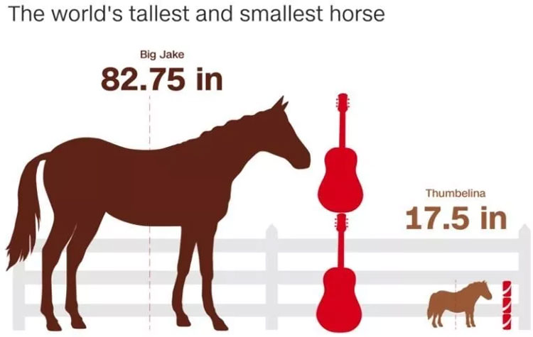 Picture 3 of The highest horse and the world's shortest horse