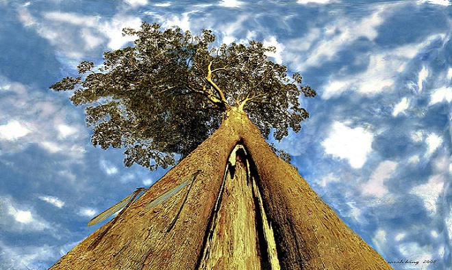Picture 4 of The highest tree species in the world are threatened