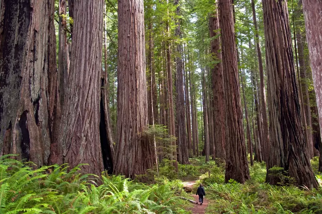 Picture 5 of The highest tree species in the world are threatened
