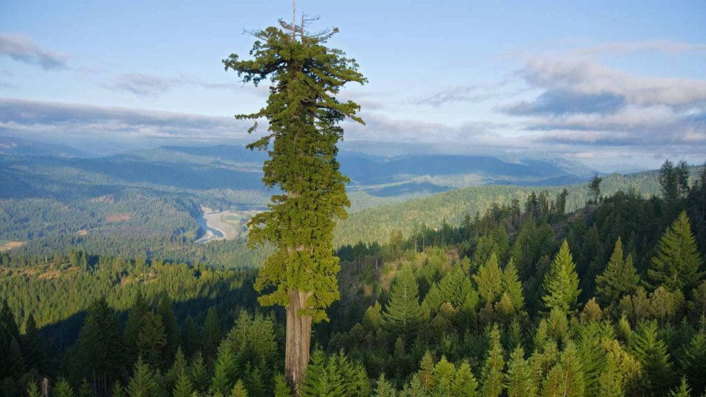 Picture 6 of The highest tree species in the world are threatened