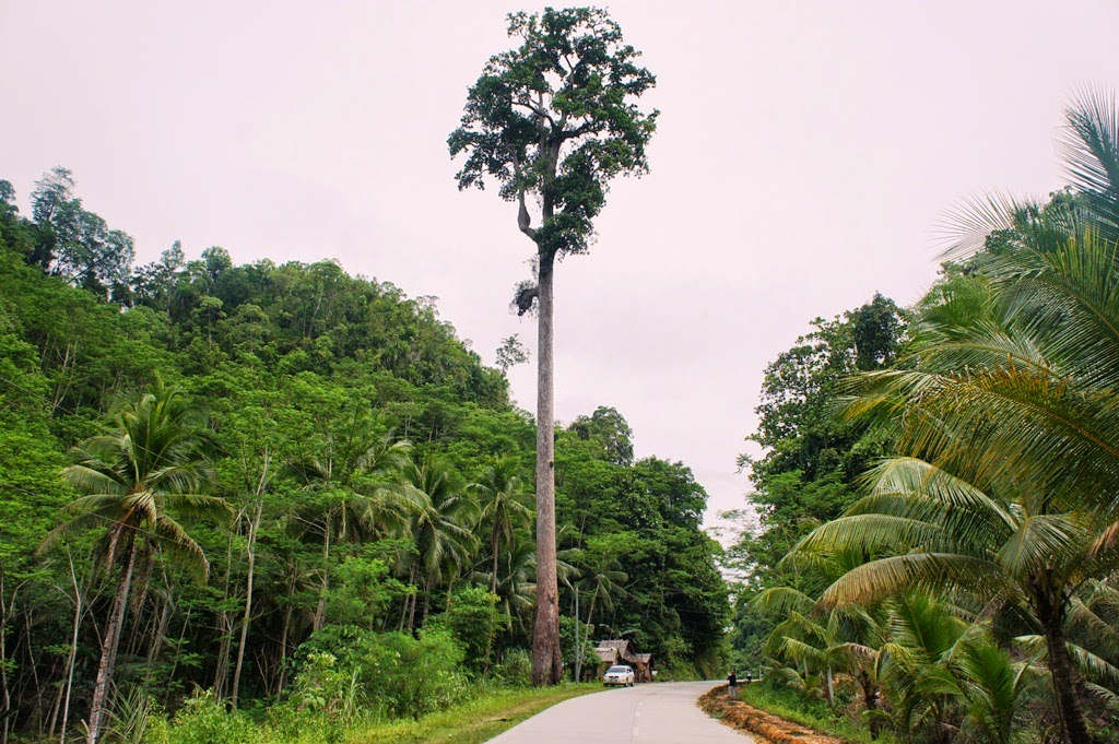Picture 7 of The highest tree species in the world are threatened