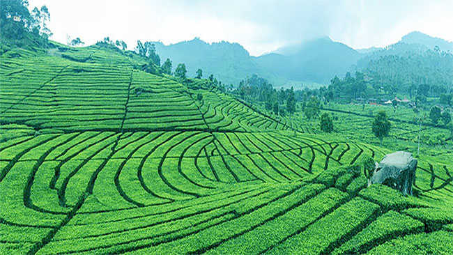 Picture 2 of The Himalayas are home to India's rarest tea varieties: 50 million to 1kg