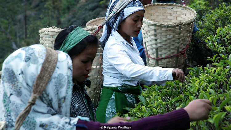 Picture 3 of The Himalayas are home to India's rarest tea varieties: 50 million to 1kg