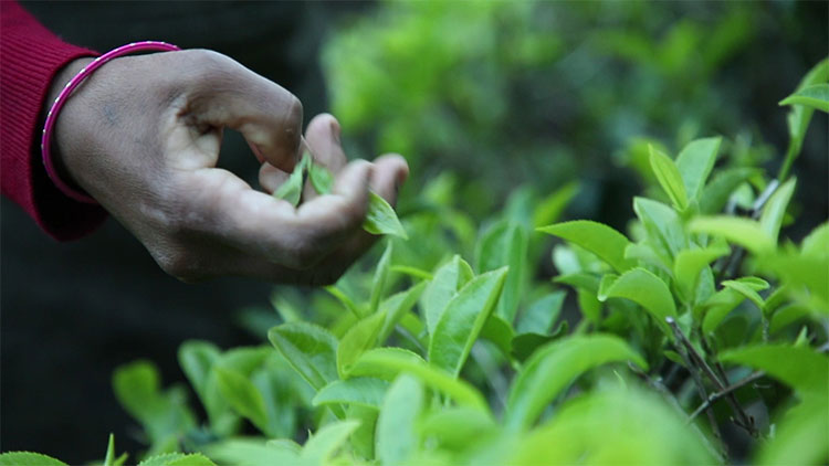 Picture 4 of The Himalayas are home to India's rarest tea varieties: 50 million to 1kg