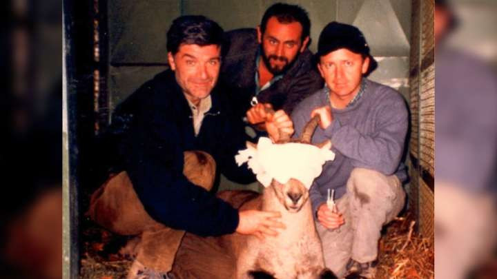 Picture 1 of The hopeless attempt to save the wild goats from extinction twice