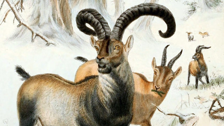 Picture 2 of The hopeless attempt to save the wild goats from extinction twice