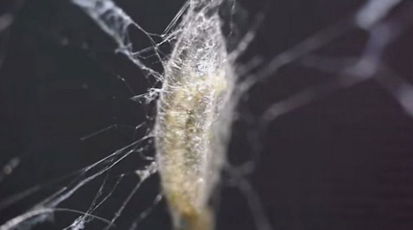 Picture 2 of The hornet larva attacks the spider's nervous system, meshes and creates cocoons