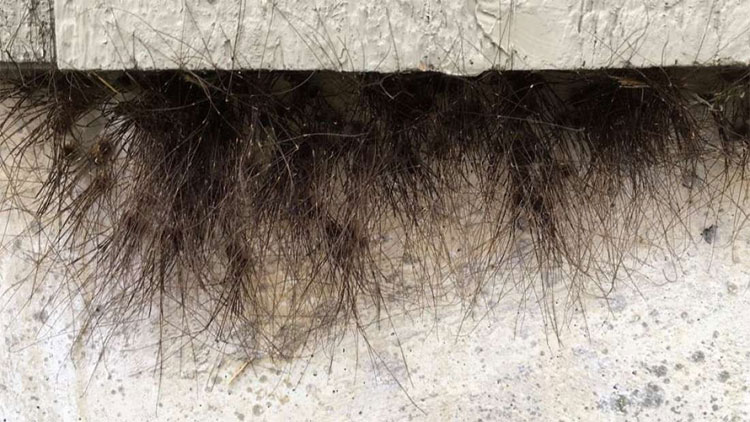 Picture 1 of The horrifying truth behind the wall of the natural building grew feathers