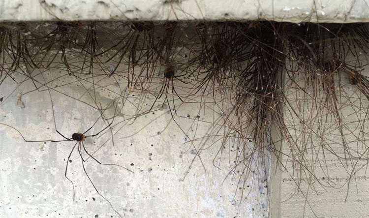 Picture 2 of The horrifying truth behind the wall of the natural building grew feathers