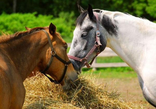 Picture 1 of The horse's ability to communicate by ear and eyes