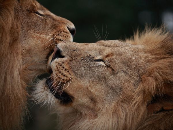 Picture 10 of The hot 'lip lock' of animals (Part 1)