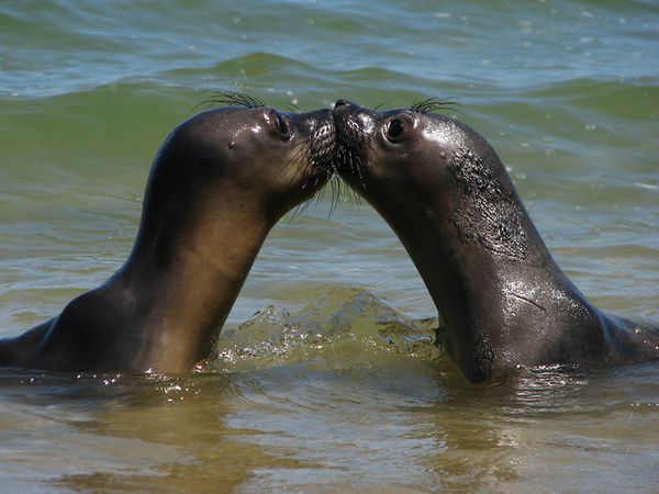 Picture 9 of The hot 'lip lock' of animals (Part 1)