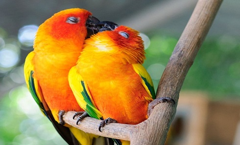 Picture 10 of The hot 'lip lock' of animals (Part 2)