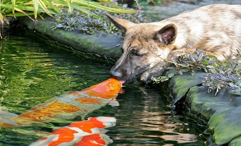 Picture 12 of The hot 'lip lock' of animals (Part 2)