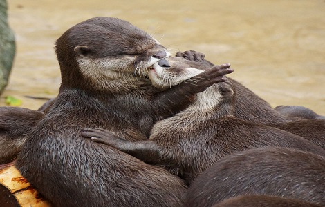 Picture 13 of The hot 'lip lock' of animals (Part 2)