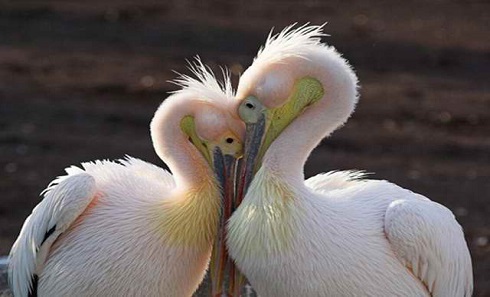 Picture 9 of The hot 'lip lock' of animals (Part 2)
