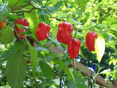 Picture 2 of The hottest peppers in the world