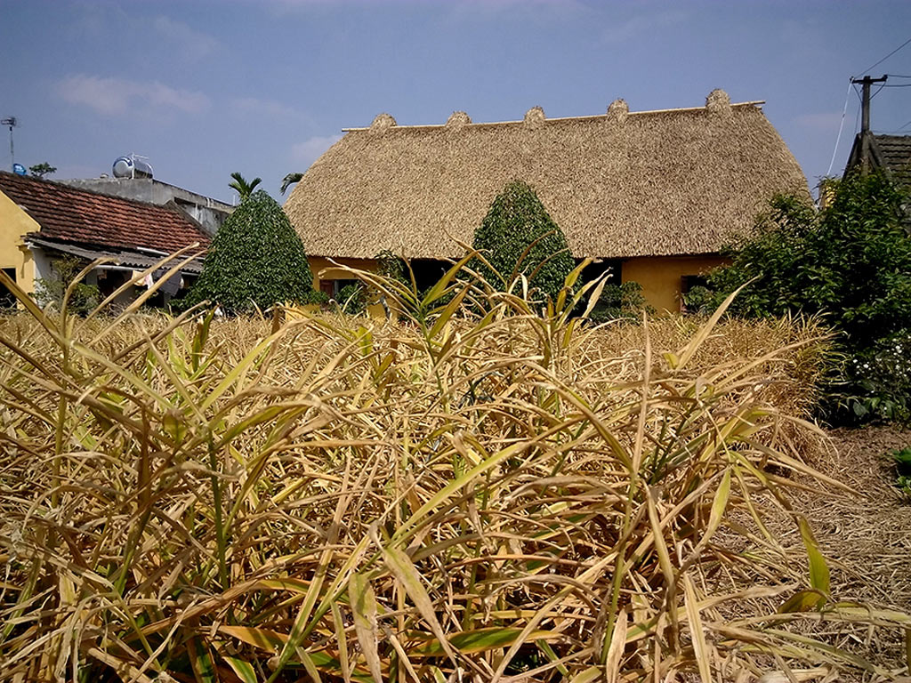 Picture 8 of The houses with straw roofs in the capital of eight Nam Dinh rice