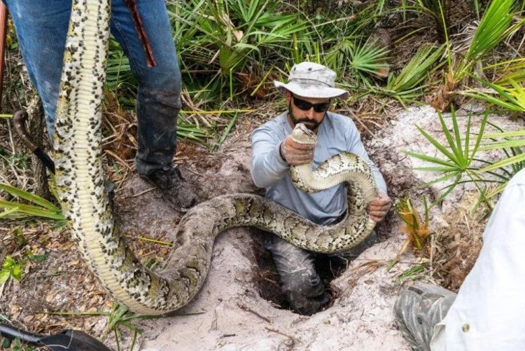 Picture 1 of The huge Burmese python campaign in America