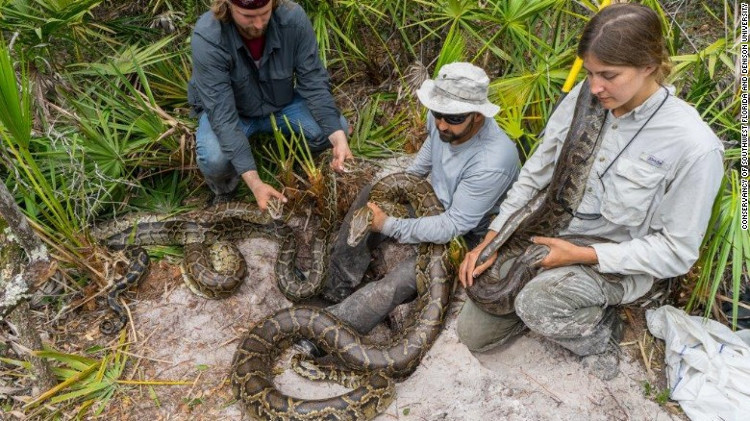 Picture 2 of The huge Burmese python campaign in America
