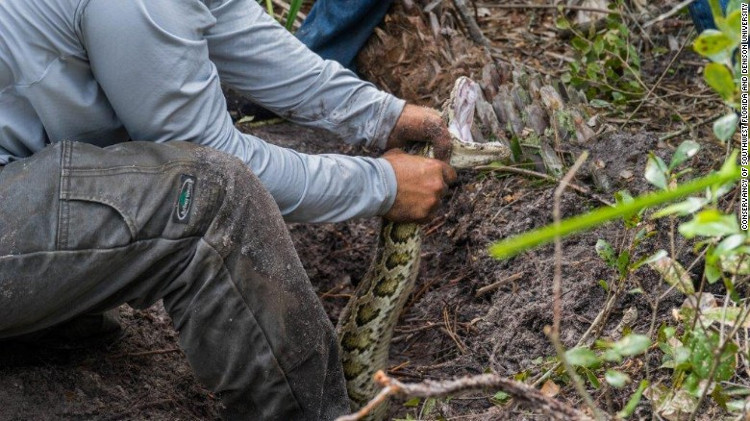 Picture 3 of The huge Burmese python campaign in America