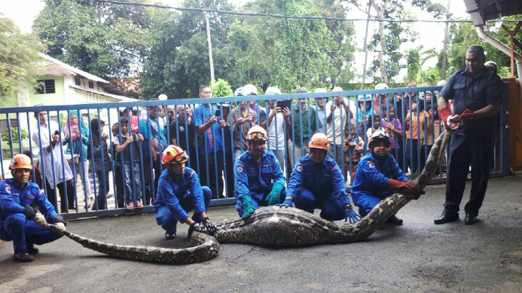 Picture 1 of The huge python people who weighed 100kg swallowed the goat