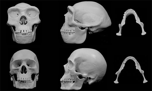 Picture 1 of The human face evolves to avoid injury