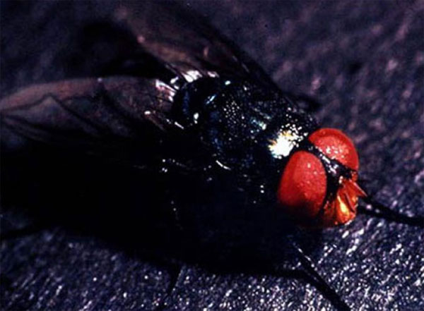 Picture 2 of The human parasite-eating monsters
