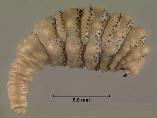 Picture 3 of The human parasite-eating monsters