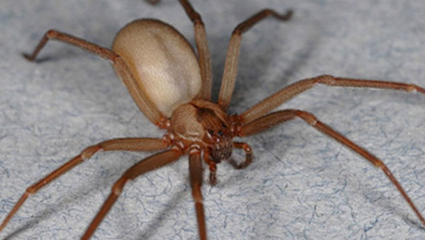 Picture 4 of The human parasite-eating monsters