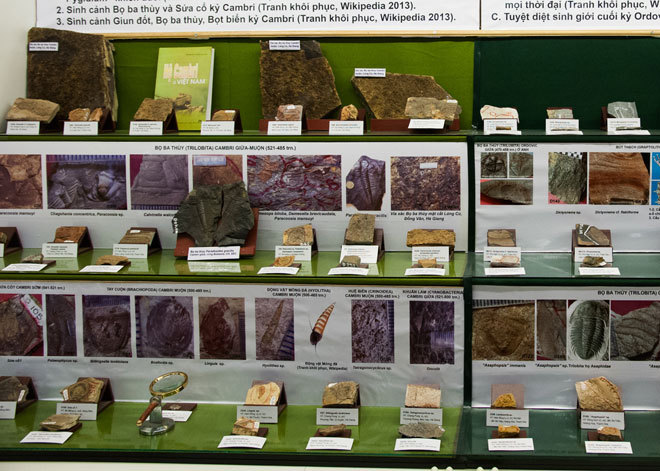 Picture 1 of The hundred million year fossils are kept in Vietnam