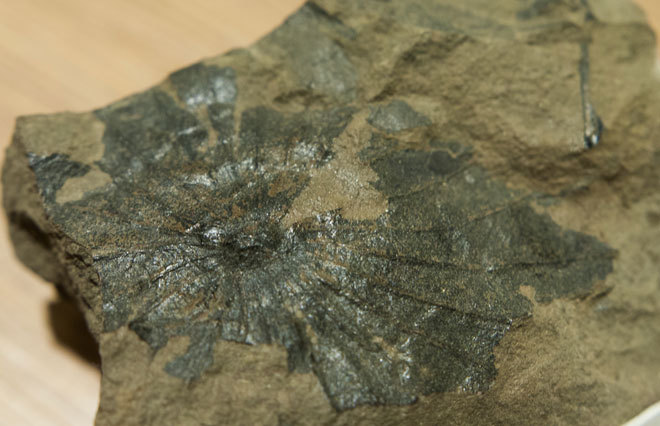 Picture 10 of The hundred million year fossils are kept in Vietnam