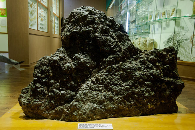 Picture 2 of The hundred million year fossils are kept in Vietnam