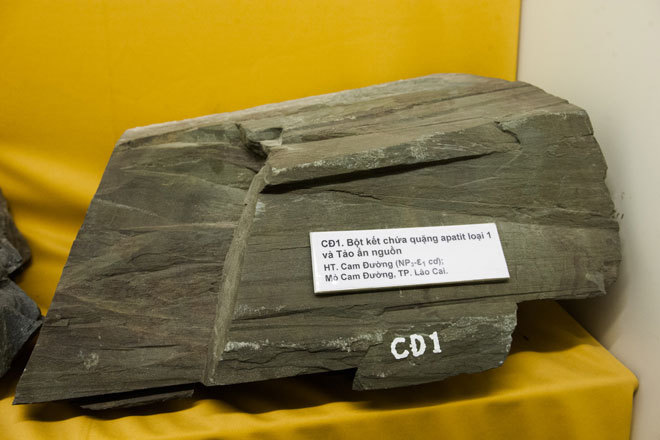 Picture 4 of The hundred million year fossils are kept in Vietnam