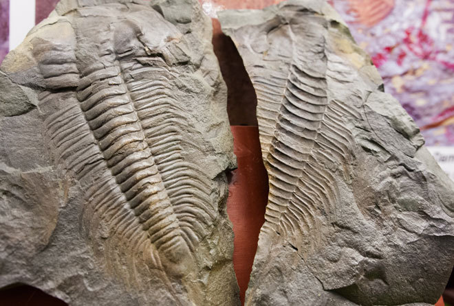 Picture 5 of The hundred million year fossils are kept in Vietnam