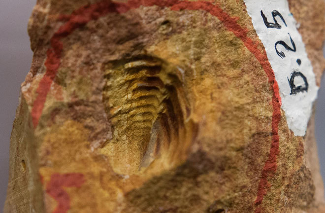 Picture 6 of The hundred million year fossils are kept in Vietnam