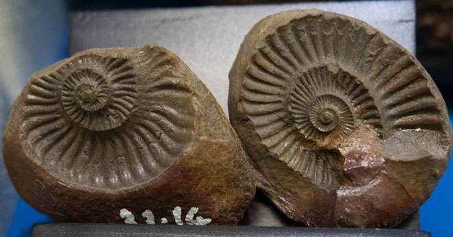 Picture 7 of The hundred million year fossils are kept in Vietnam