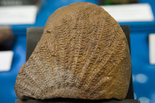 Picture 8 of The hundred million year fossils are kept in Vietnam