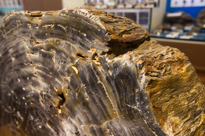 Picture 9 of The hundred million year fossils are kept in Vietnam