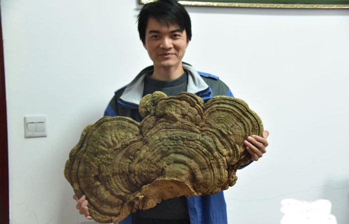 Picture 1 of The hundred-year reishi mushroom grows under ancient roots