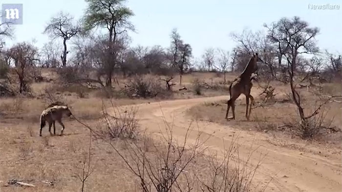 Picture 1 of The hyena snapped off the giraffe's leg and was dumbfounded because of what happened afterwards