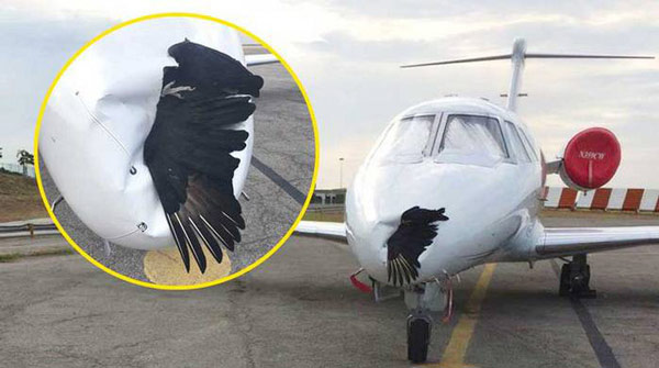 Picture 2 of The idea is just an ordinary illusion but this is a solution to prevent stray birds from entering the airport extremely effectively