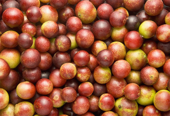 Picture 3 of The idea is ripe plum, but when replenished it is the result of billions of people yearning