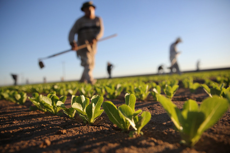 Picture 2 of The idea of ​​super-plants is awarded the