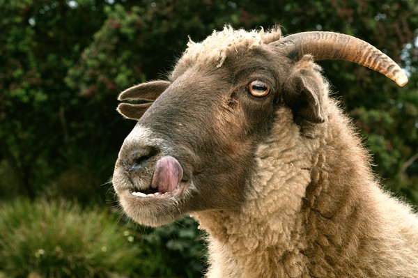 Picture 11 of The idea of ​​vegetarianism but likes