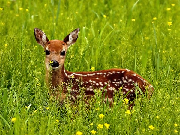 Picture 7 of The idea of ​​vegetarianism but likes