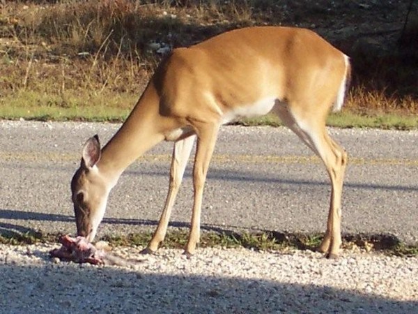 Picture 8 of The idea of ​​vegetarianism but likes