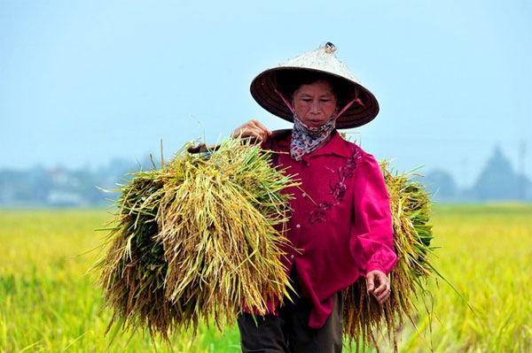 Picture 11 of The idyllic, dear beauty of Vietnamese village