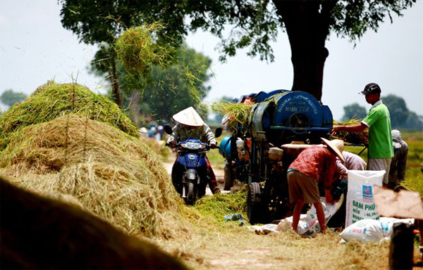 Picture 12 of The idyllic, dear beauty of Vietnamese village